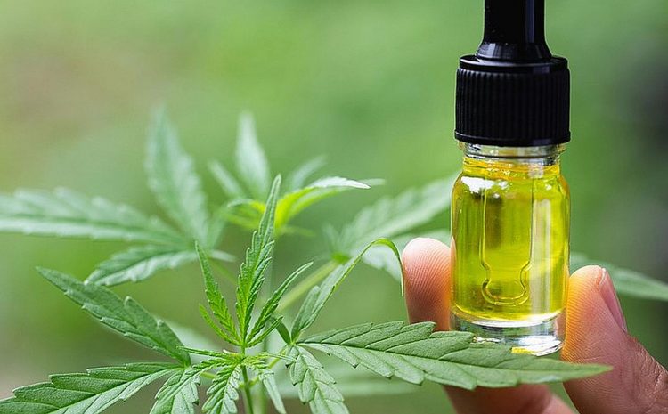  What are the Best cbd oils  for cats to buy in 2019?