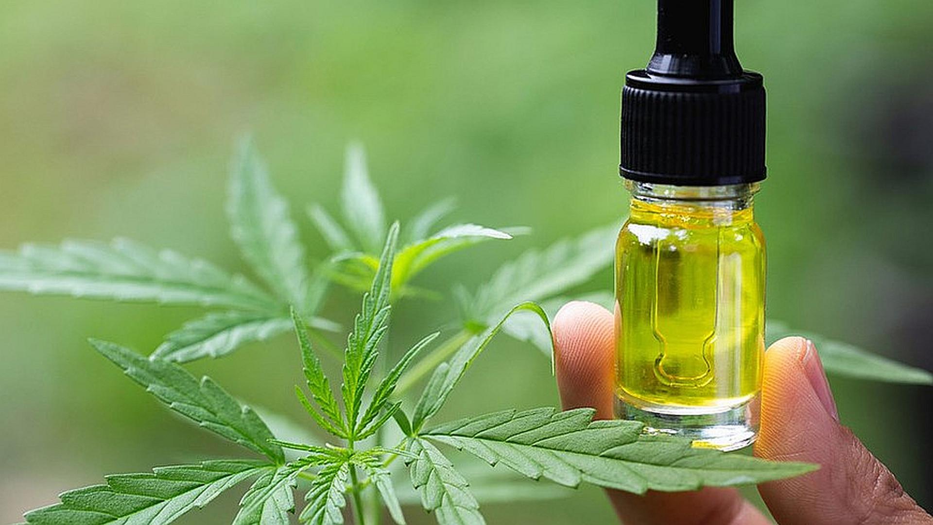What are the Best cbd oils for cats to buy in 2019?