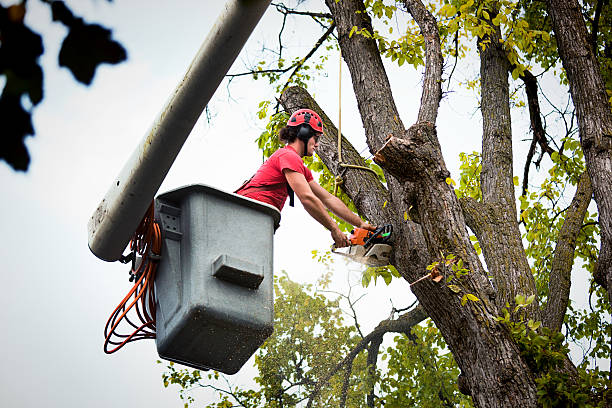 Expert Tree Service in Tampa – Precision Care for Your Trees